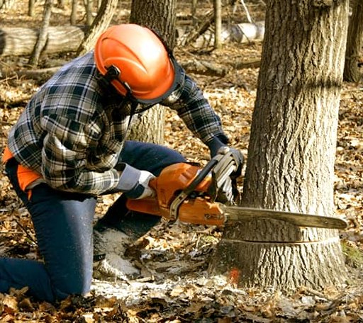 Tree Removal in Danville, VT